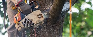 Best Hazardous Tree Removal  in Shiprock, NM