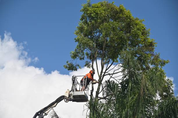 Shiprock, NM Tree Services Company